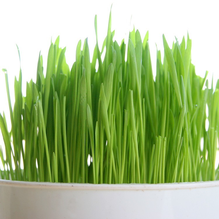 Wheat Grass / Cat Grass Seeds ~ Certified USDA Organic Amounts up to 50 LBS BULK