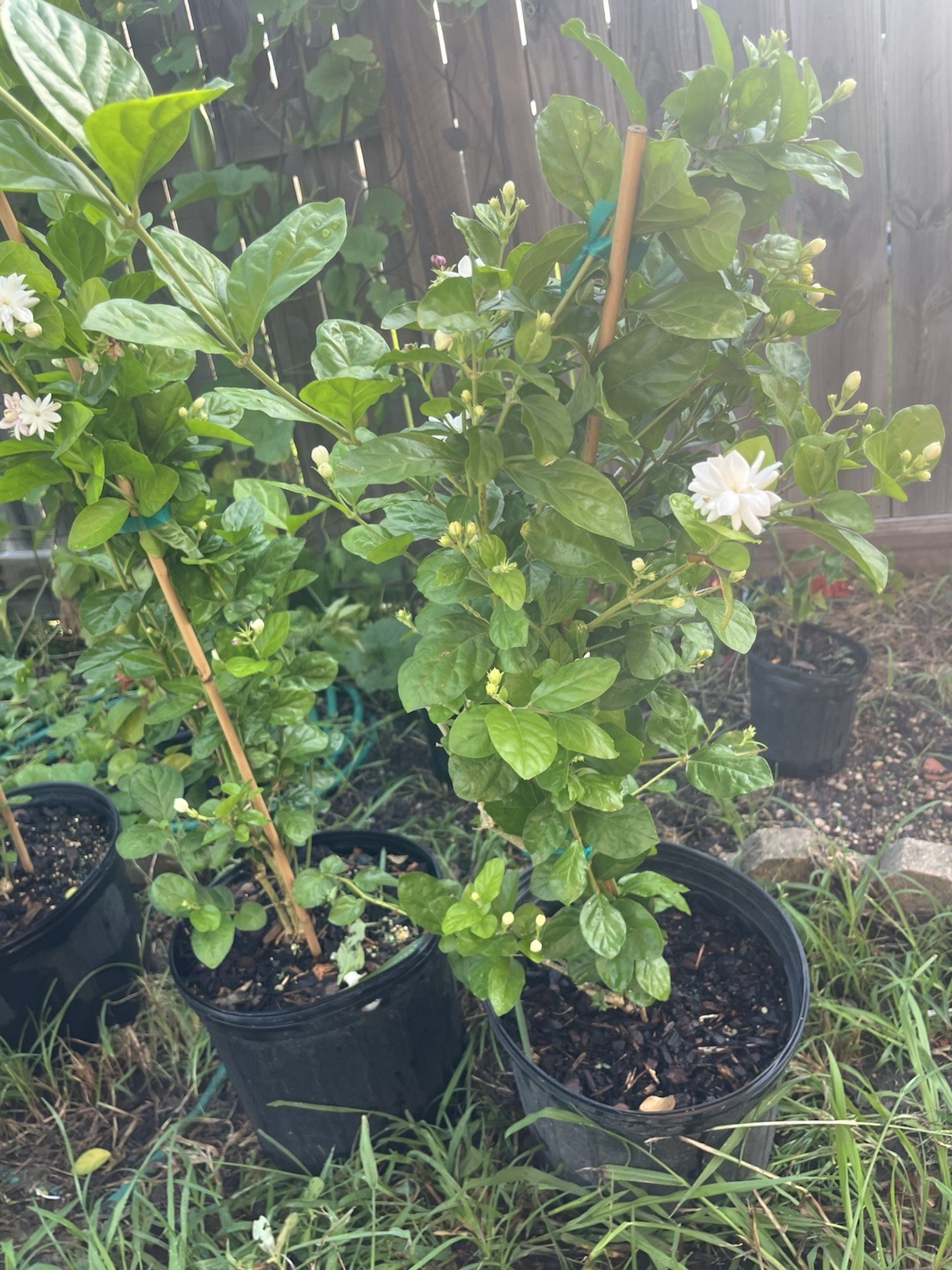 3 Years Old big Size Double Petals Jasmine Fragrant In 3 Gallons Pot 24 In Tall