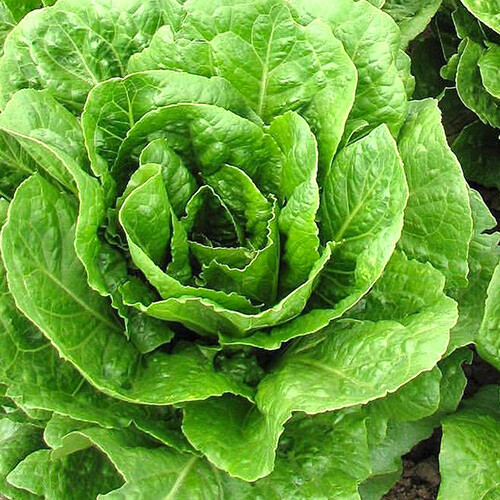 Buttercrunch Lettuce Seeds | 500 Seeds | Heirloom – Non-GMO | Free Ship | 1102