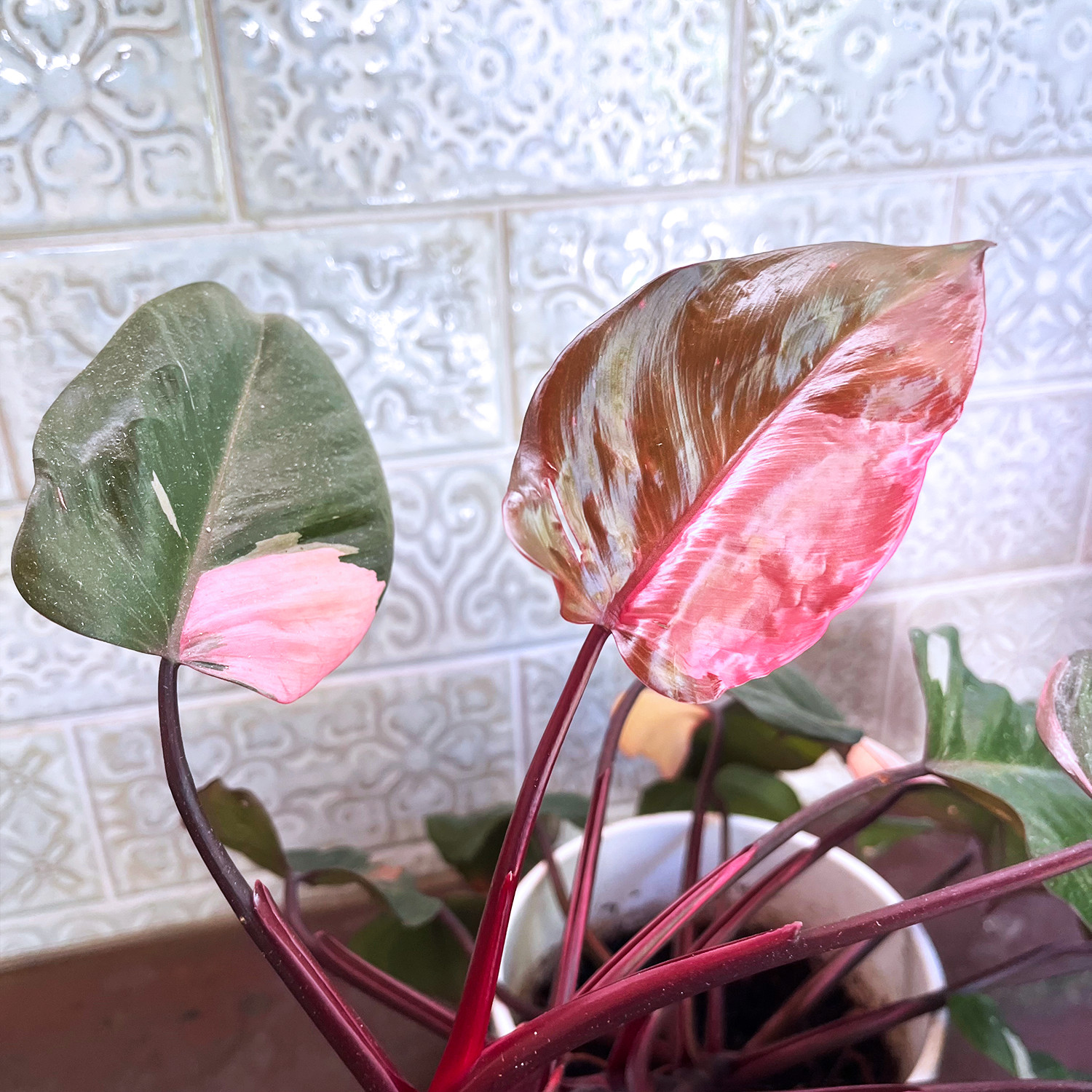 Pink Princess Philodendron Plant – FREE Shipping