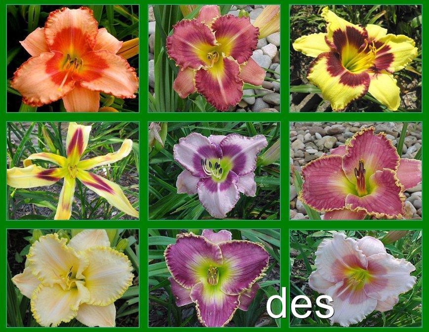 10 MIXED Hybrid DAYLILY Plants ~ ALL Different ~ Perennials Daylilies