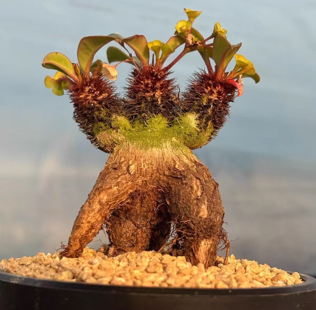 RareSucculent Plant Euphorbia ramena OwnRoot WYSIWYG Boutique