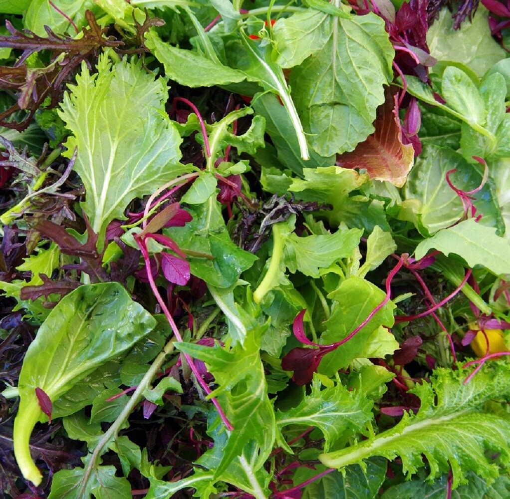 Spicy Salad Lettuce Mix Seeds – Heirloom Non-GMO High Germination -Fast Shipping