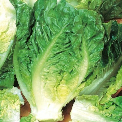 Little Gem Lettuce Seeds | 500 Seeds | Non-GMO | Free Shipping | Seed Store 1107