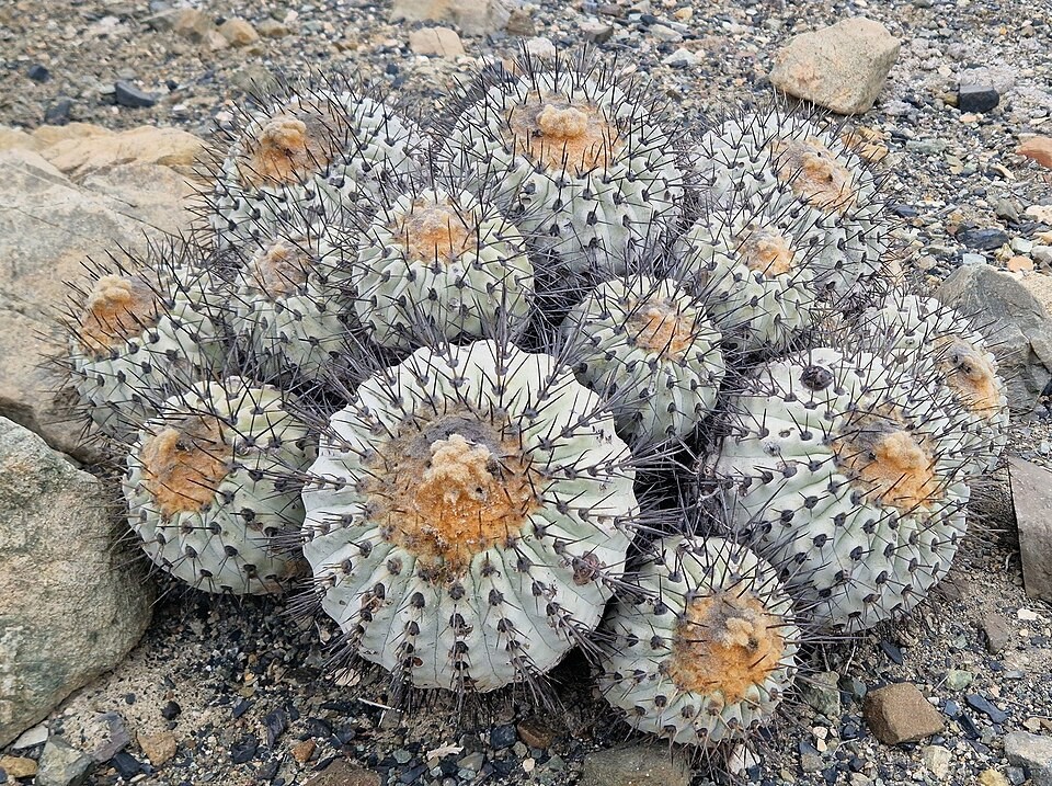 (10) Copiapoa gigantea Seeds USA Seller