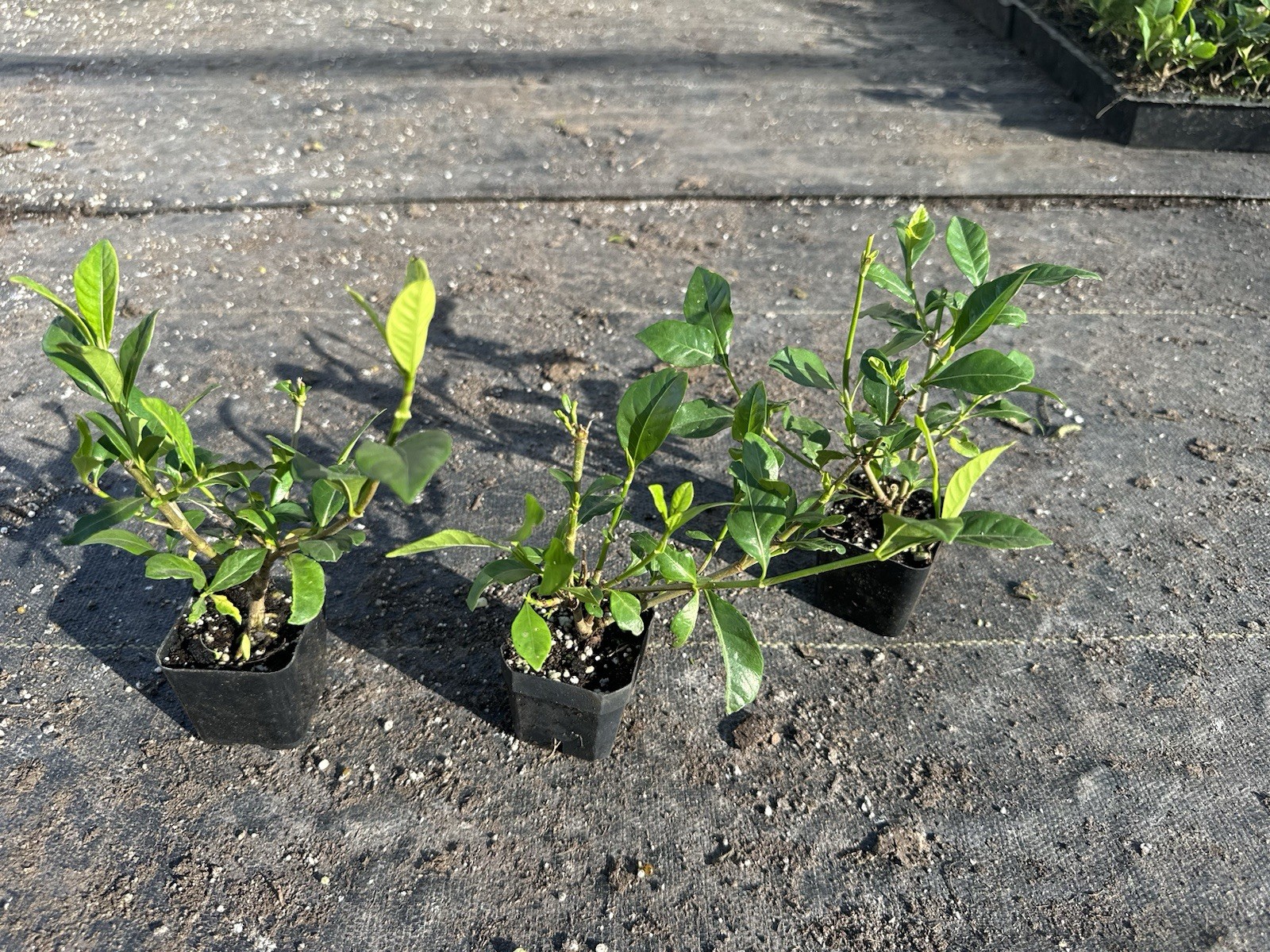 🌿 Pack of 3-Gardenia Veitchii 2″ Pots – 2 Years Old Plant 🌸