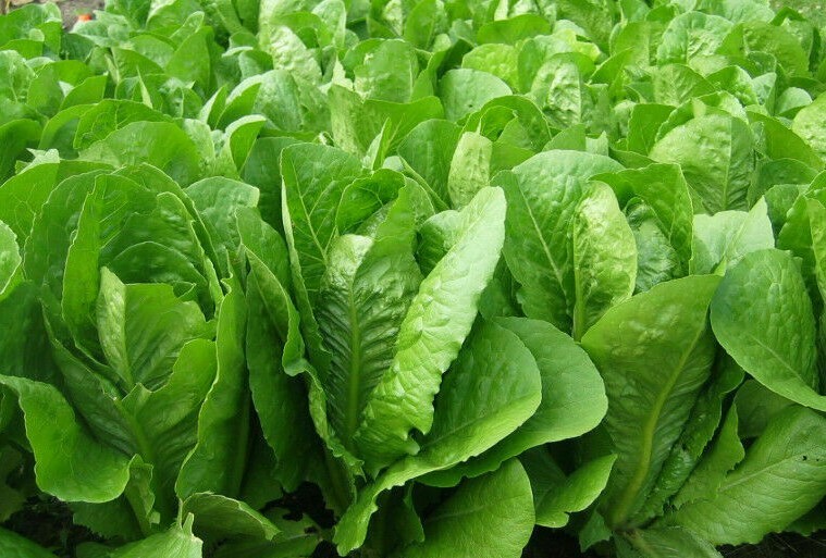 PARRIS ISLAND COS ROMAINE LETTUCE SEEDS 500+ HEAT TOLERANT VEGGIES FREE SHIPPING