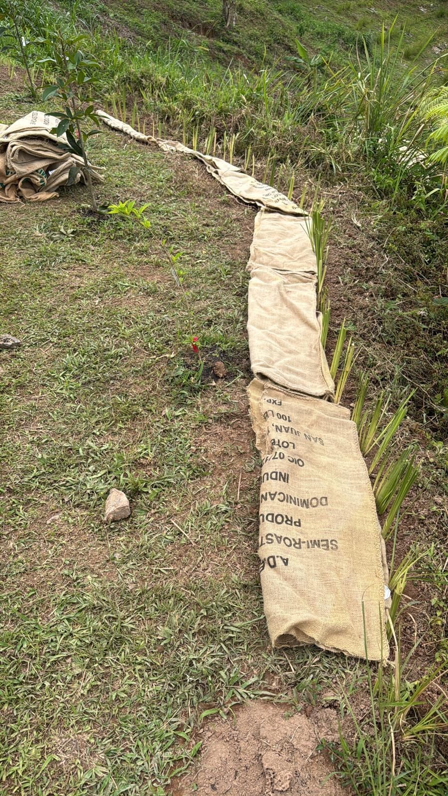 Vetiver live plant for EROSION CONTROL