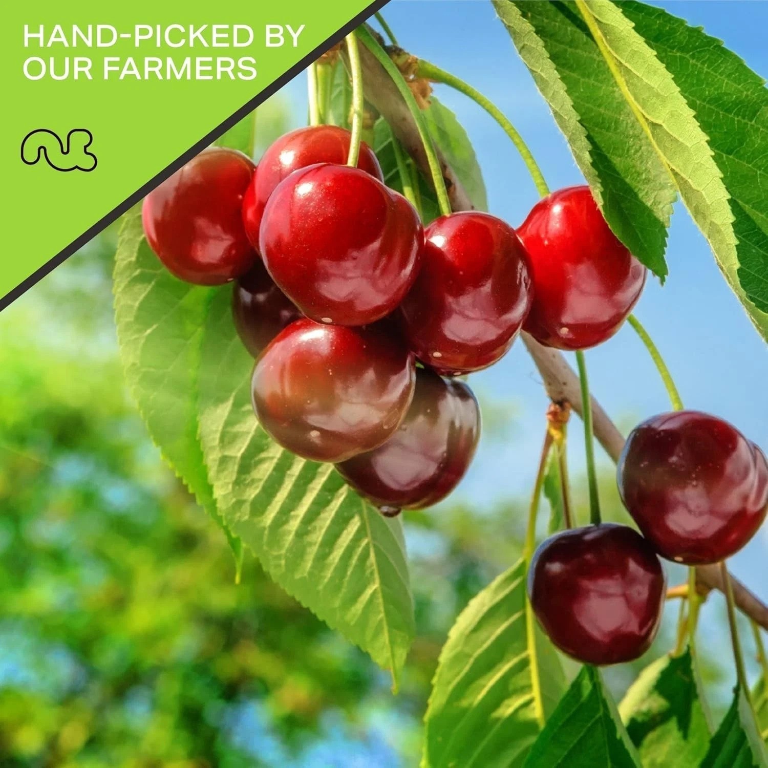 48oz Resealable Dried Cherries – Lightly Sweetened, , Kosher Snack