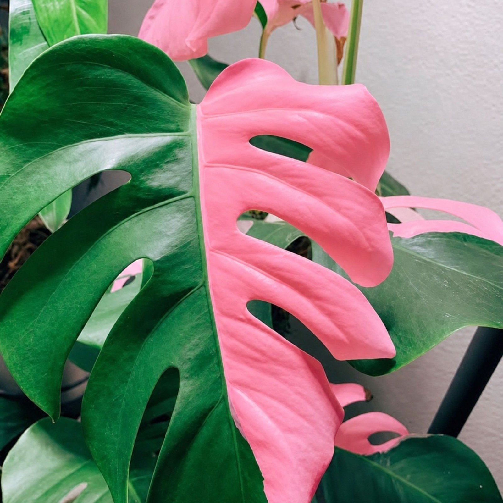 Monstera Pink Half Moon Rare Live Variegated Starter Plant Cuttings Houseplant