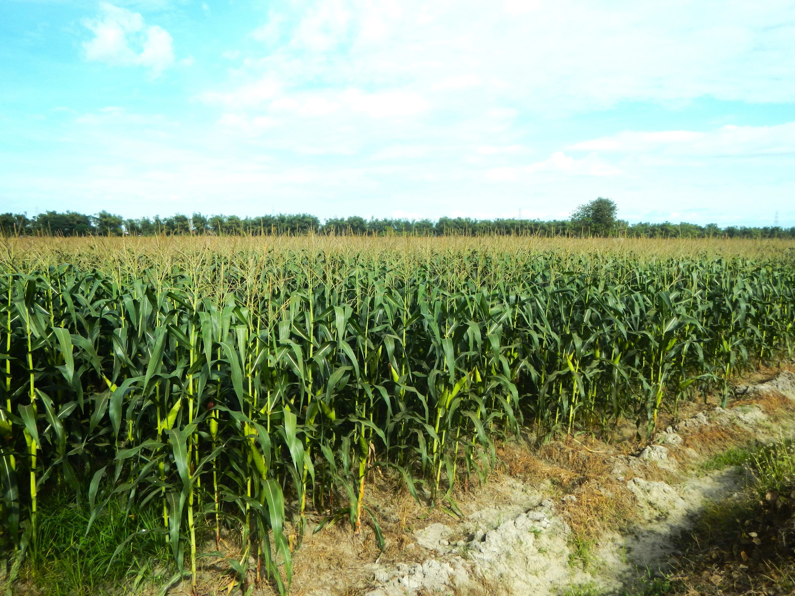 Honey Select Triple Sweet Corn Seeds | AAS Winner Untreated Yellow SY Seed 2024