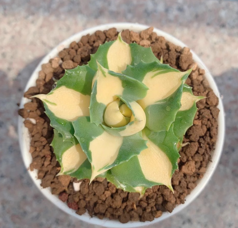 4-5CM Succulent Plant var.Verschaffeltii Compacta Agavaceae Agave Potatorum