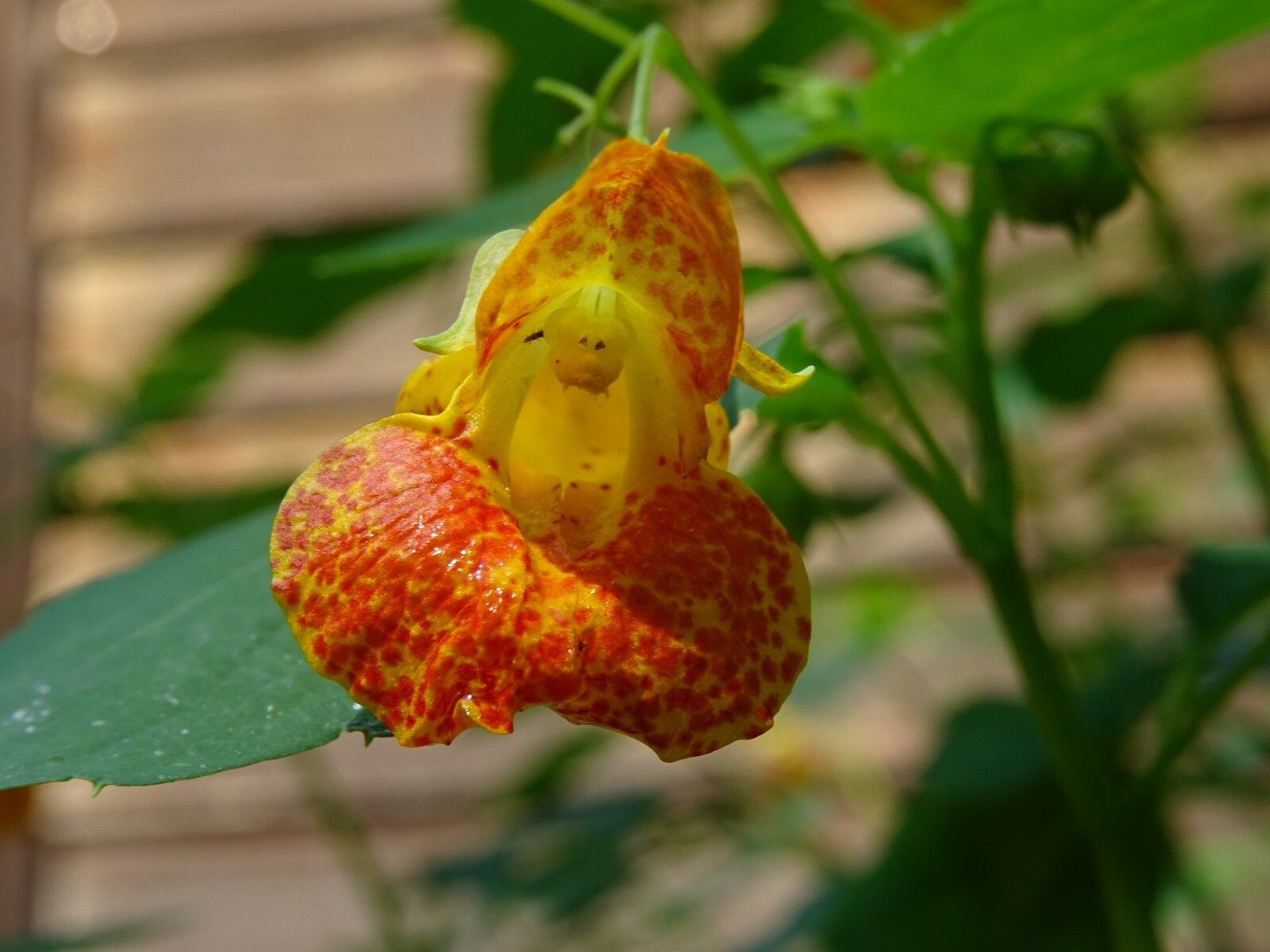 Jewelweed Impatiens Capensis TouchMeNot 40 seeds from 2023 Organic Hummingbirds