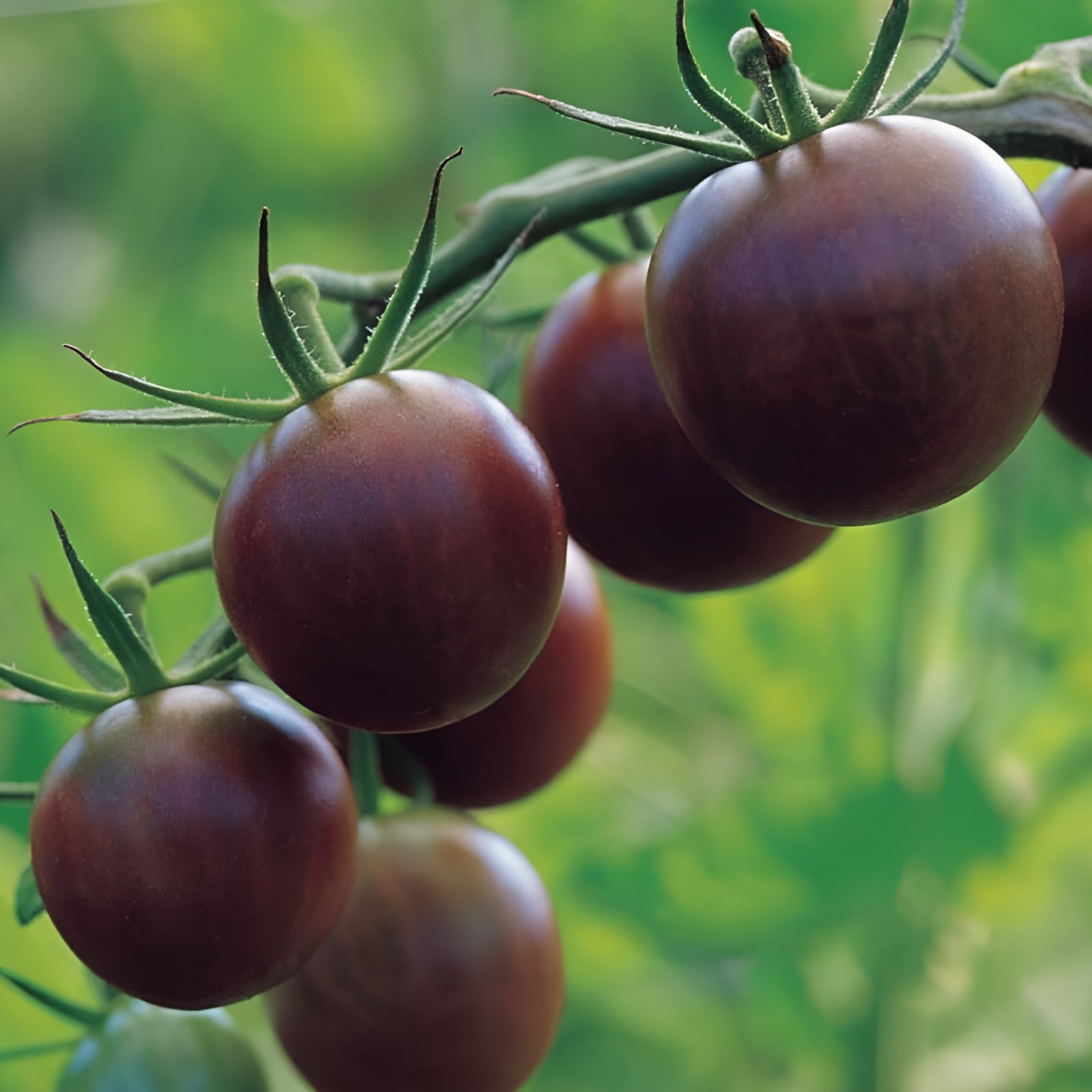 Ultimate Cherry Tomato Seed Combo Pack 500 Seeds 10 Varieties – 50 Each Variety