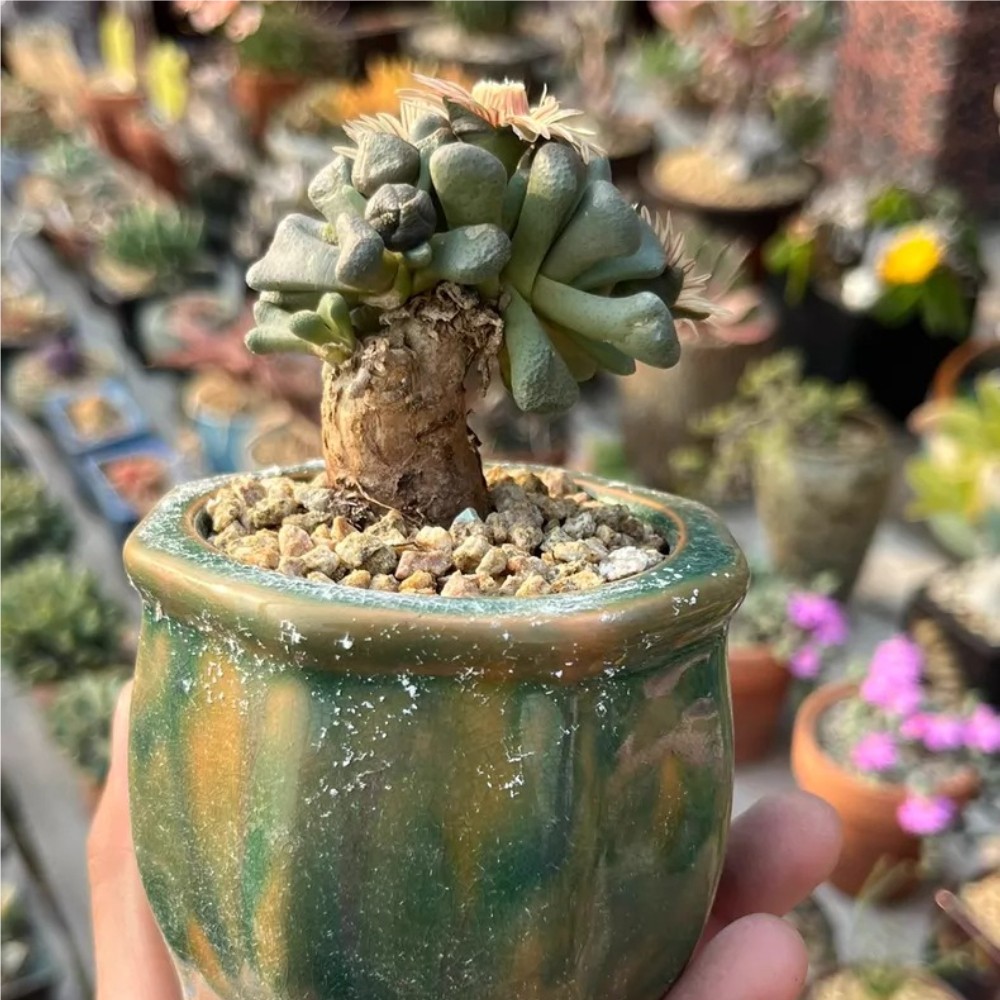 4-5cm Seedgrotfh Seedling Aloinopsis schooneesii Caudex Cactis Garden Plant