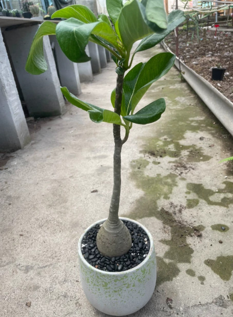 5CM+ Pachypodium decaryi Succulent Plant Garden Décor Boutique seedgrowth