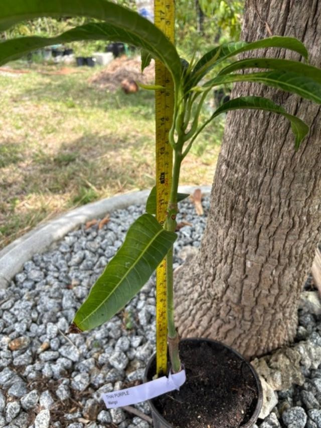 GRAFTED (SUPER RARE) THAI PURPLE NAM DOC MAI/SI MEUANG 12″ OR MORE TALL