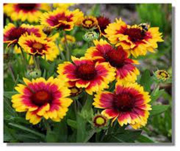 ARIZONA SUN BLANKET FLOWER , 100 SEEDS BEAUTIFUL BRIGHT LARGE BLOOMS