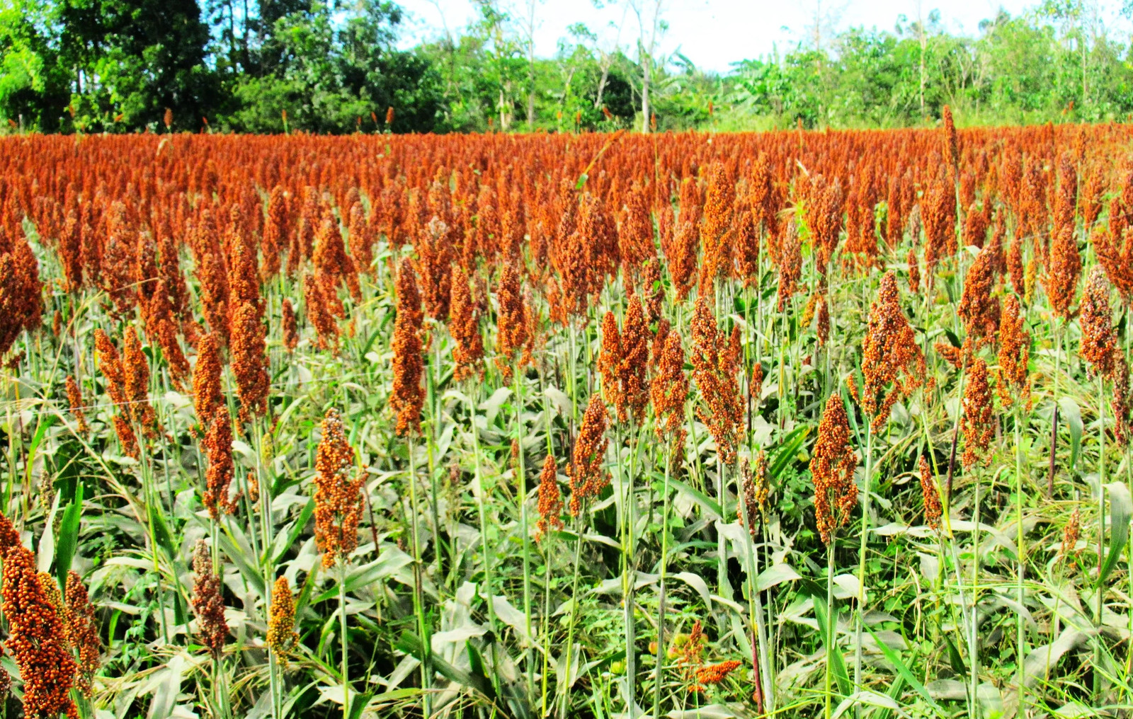 Rox Orange Syrup Cane Sorghum Seeds – For 2026 Planting Sorghum Bicolor Sugar