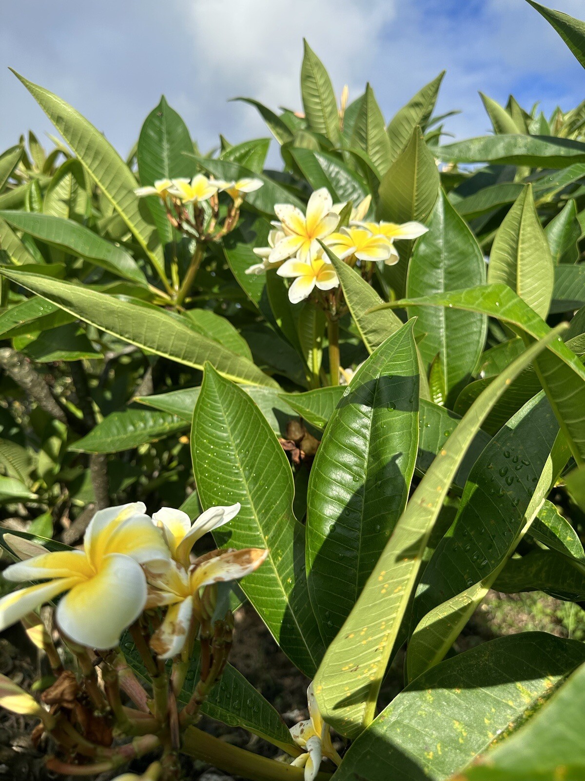Yellow Plumeria Cutting Single Head 10inch Fresh Starter x1
