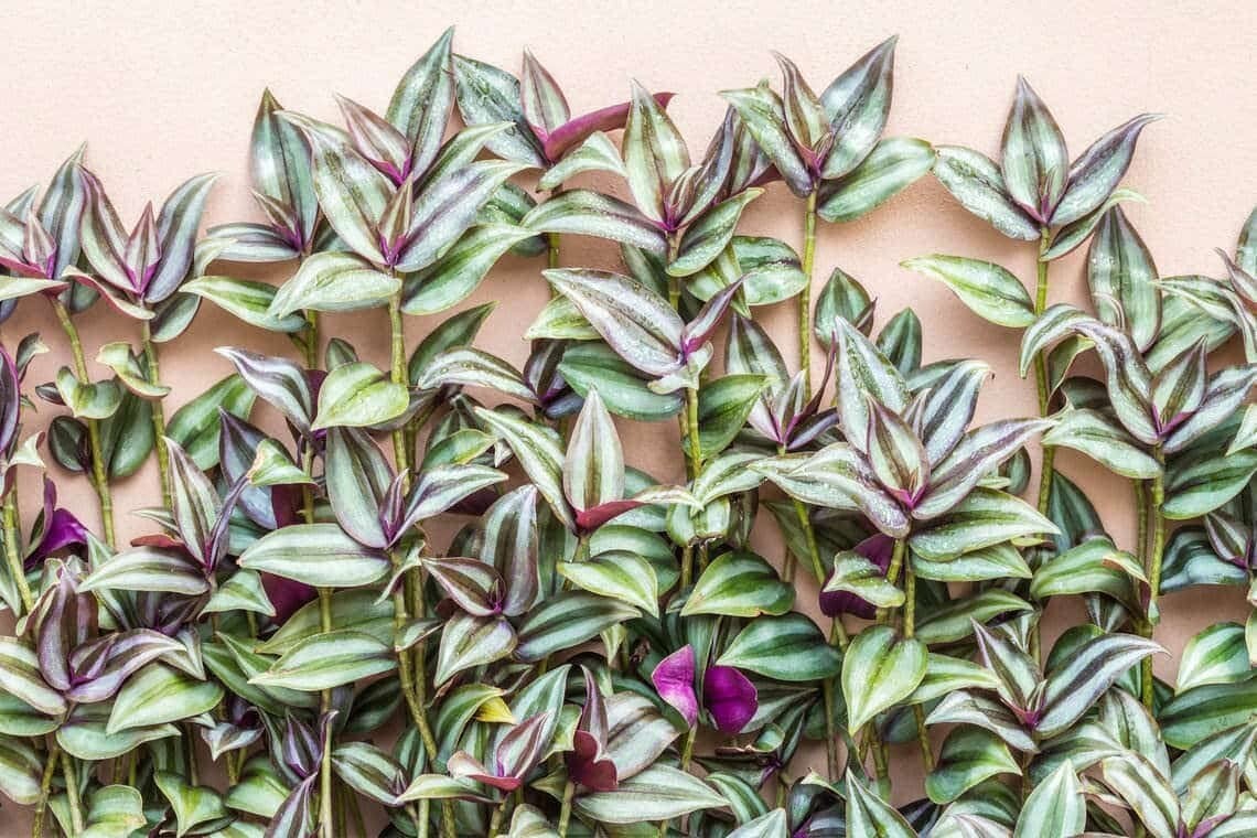 10 Wandering Jew Tradescantia Zebrina Plant Cuttings Purple plant