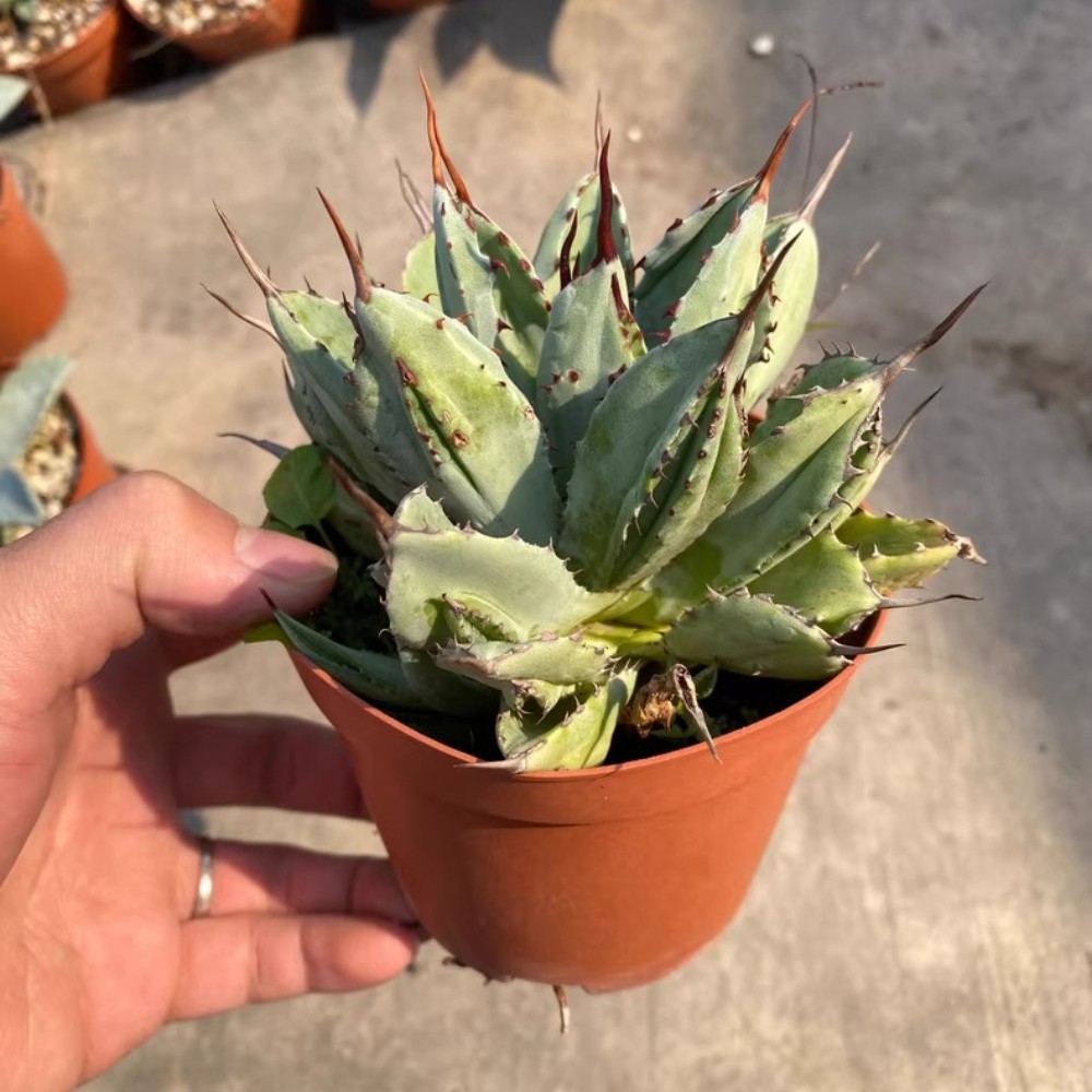 8CM Succulent Agave Plant Agave Potatorum Cv.’Cubic’ Agavaceae Home Garden Plant