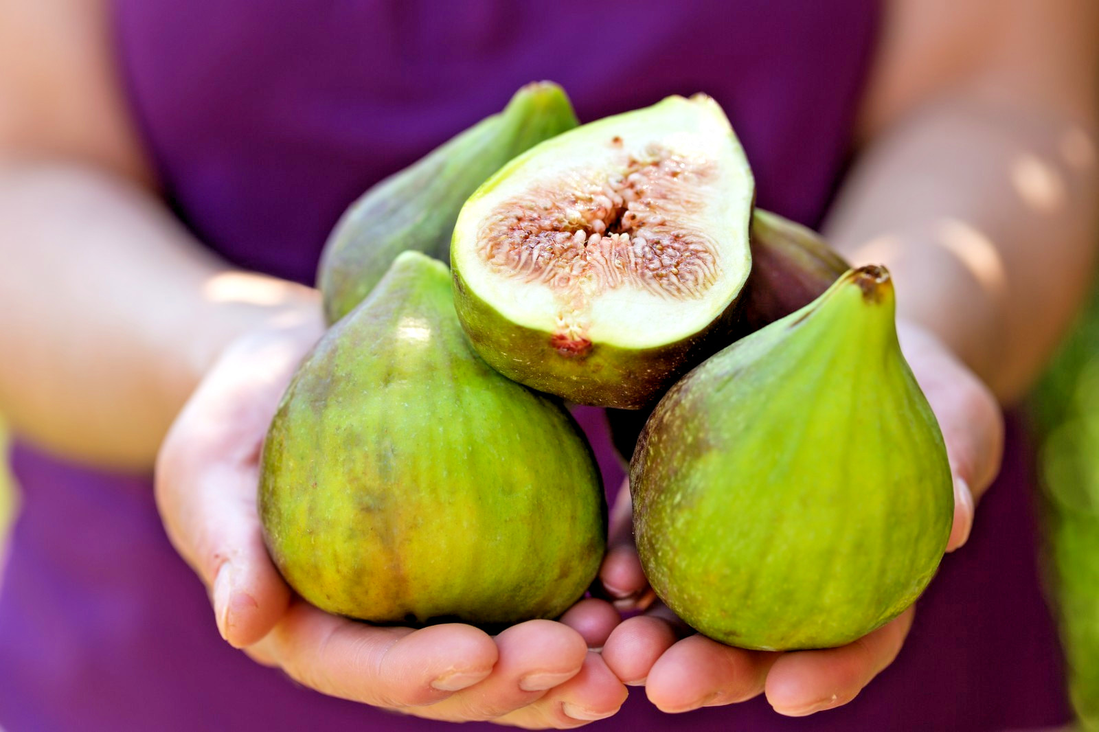 10 desert king fig cuttings. hardy, large fruit