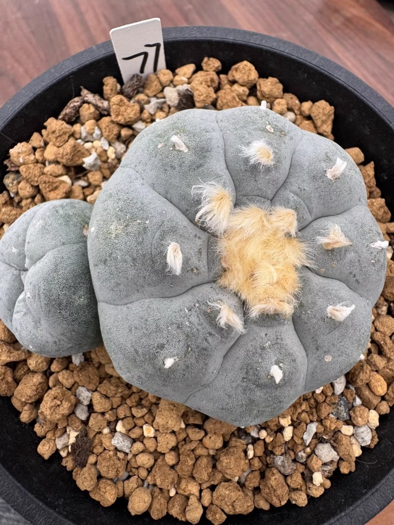 8cm Multi Heads RareSucculent Plant LW Cactus OwnRoot WYSIWYG Boutique Garden#77