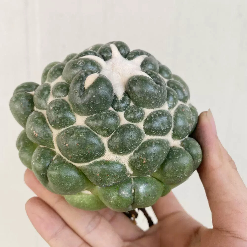 8CM Succulent Cactus Plant Coryphantha Elephantidens Stingless Cactaceae Plant