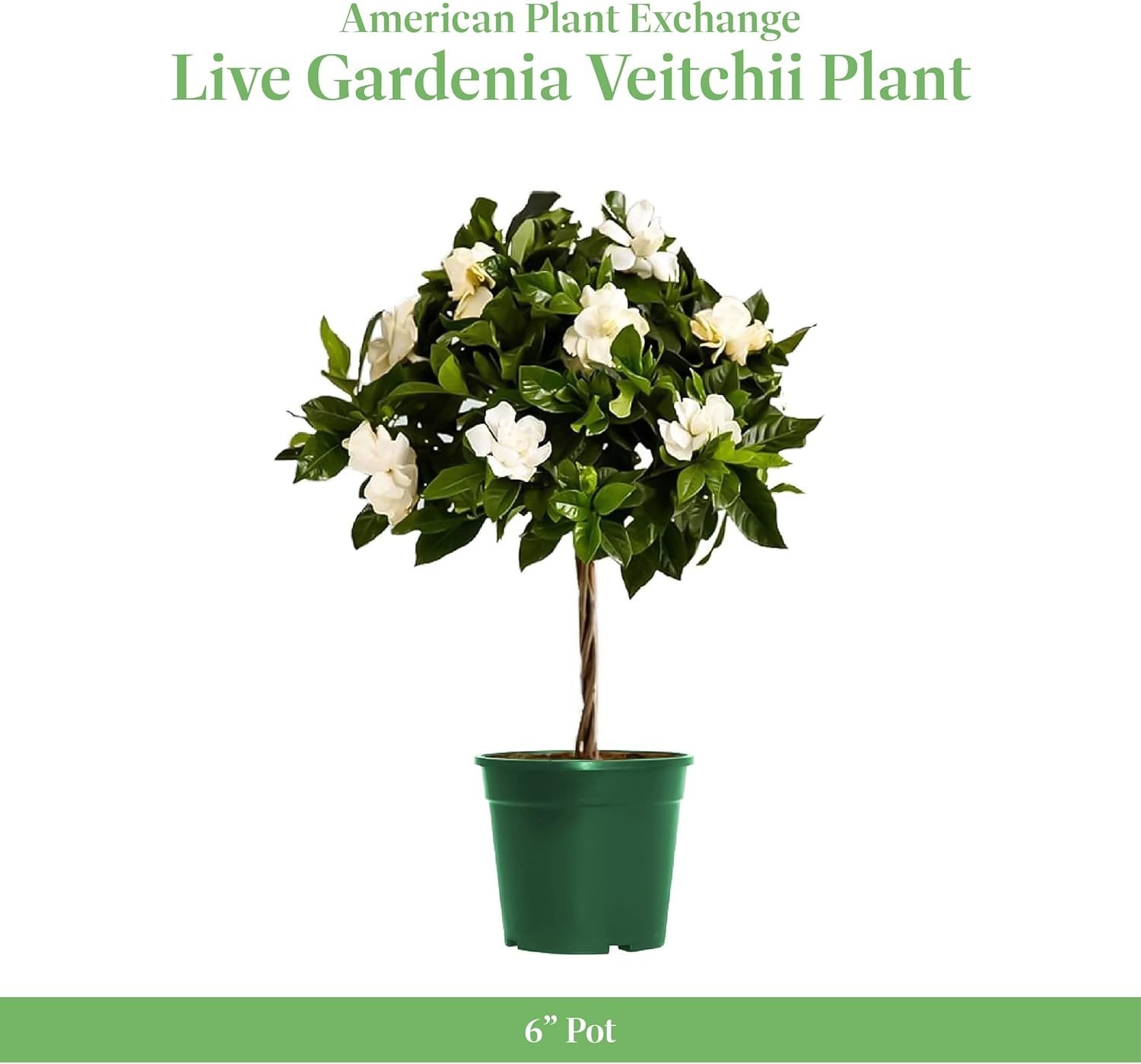 Mini Gardenia Tree 6-Inch Fragrant Indoor Outdoor Plant Blooming Home Office