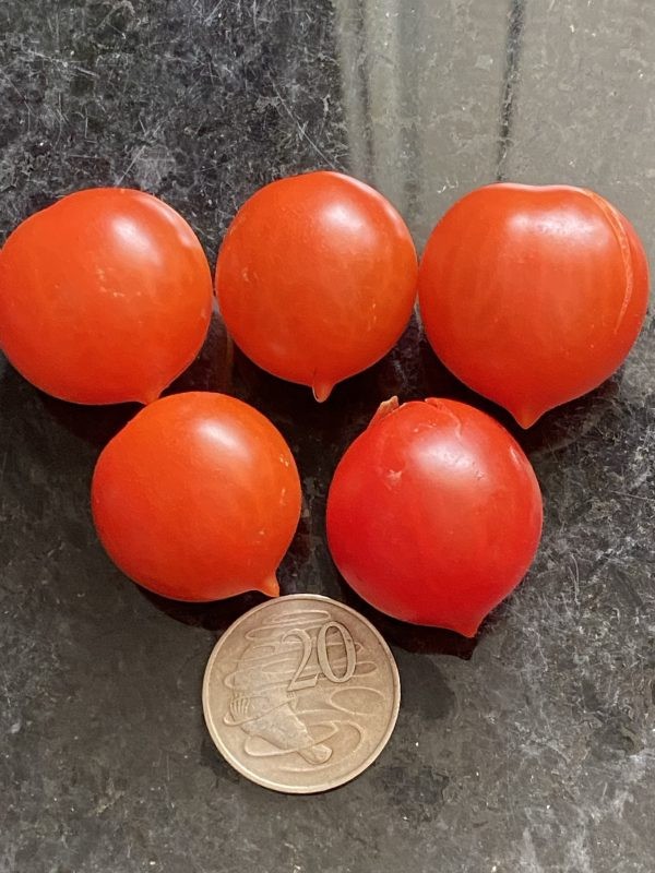 Ultimate Cherry Tomato Seed Combo Pack 500 Seeds 10 Varieties – 50 Each Variety
