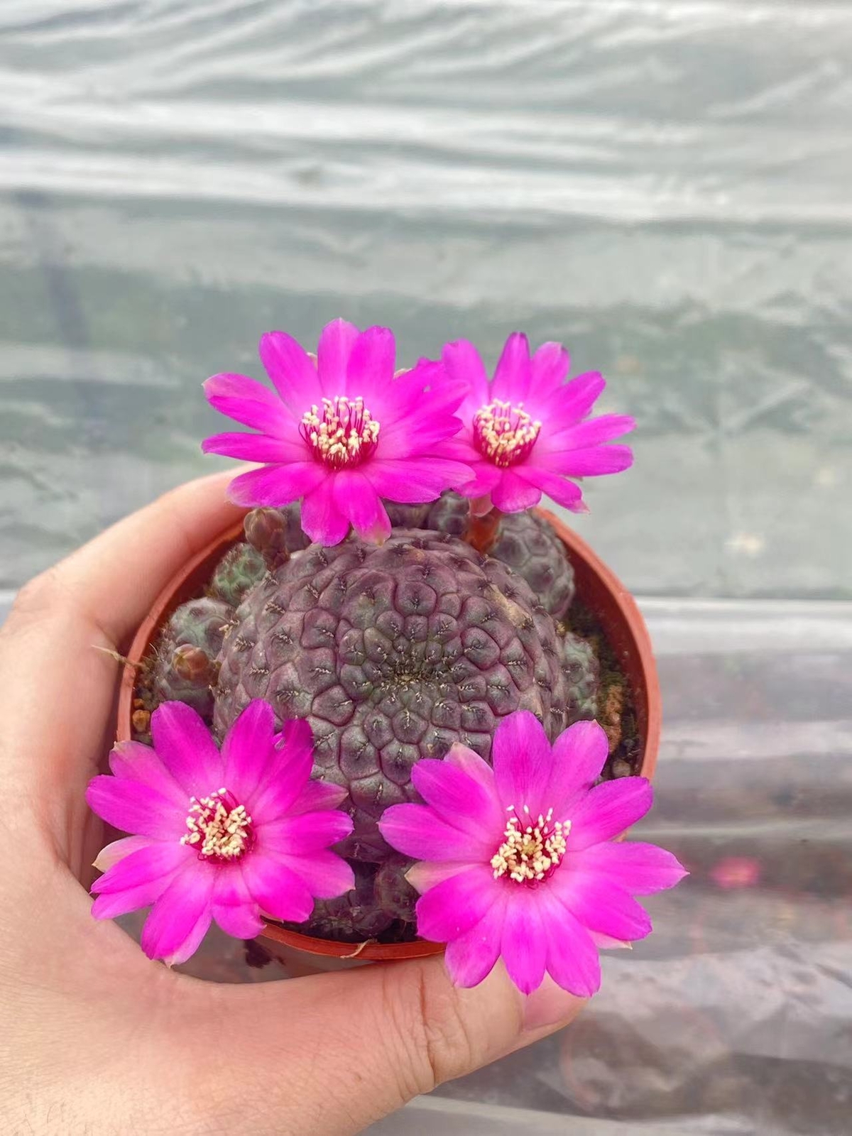 Multi Heads Rebutia rauschii Zecher Succulent Plant Garden Décor Boutique 6-8CM