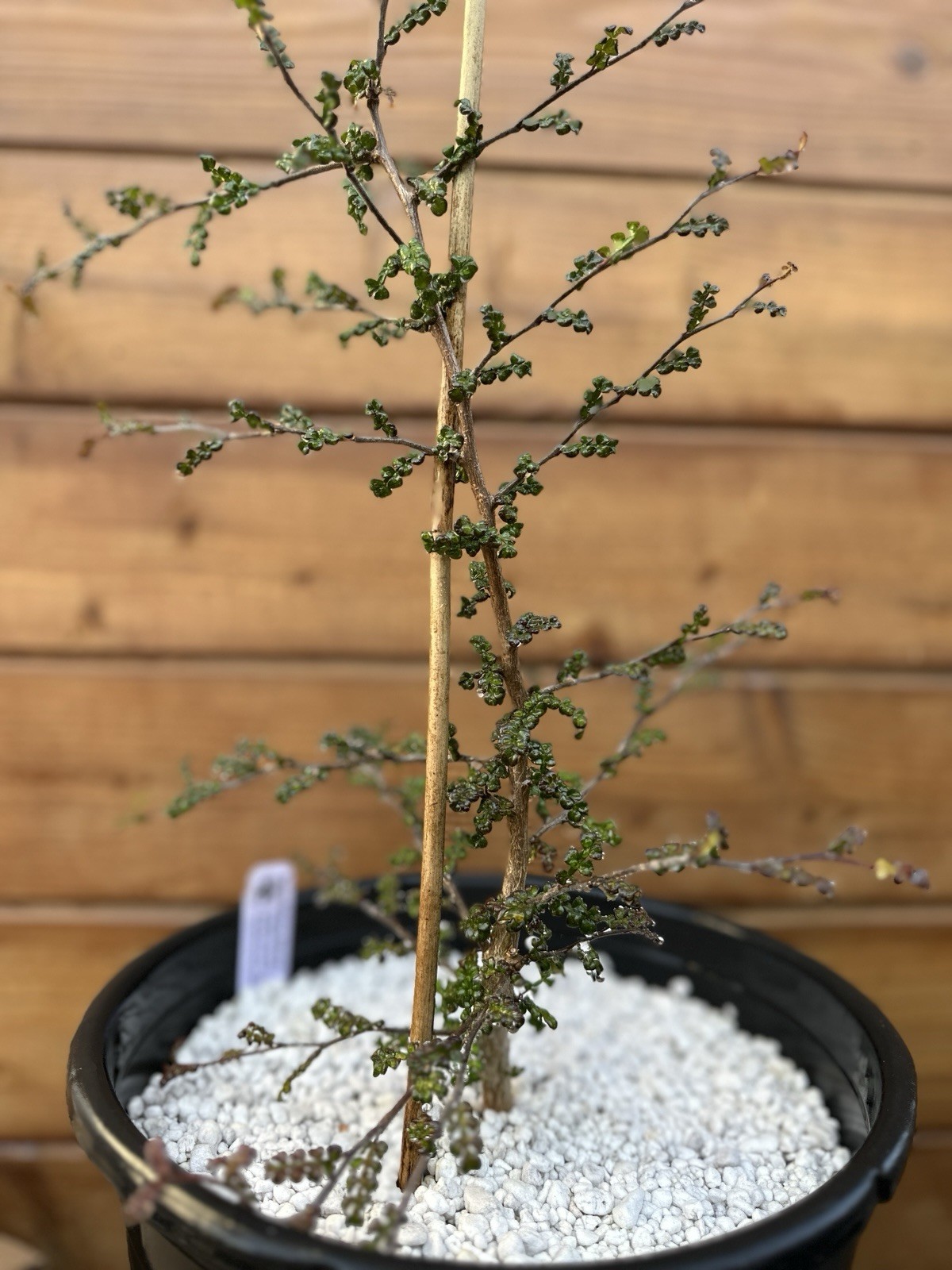 Operculicarya decaryi – Madagascar Elephant Tree – 3 years old