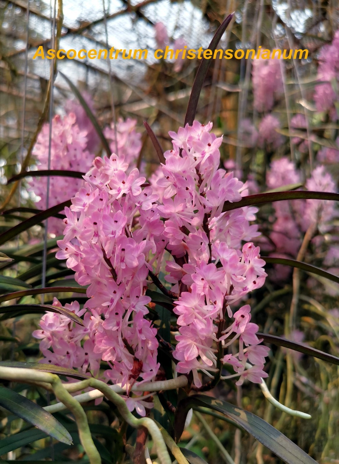 LOVELY PINK VIETNAM VANDA ORCHID SPECIES christensonia BS plant