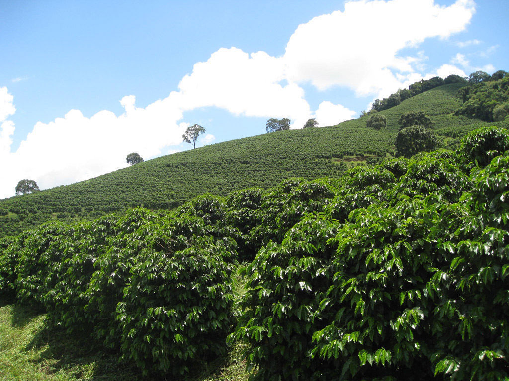 BRAZILIAN YELLOW BOURBON COFFEE BEANS MEDIUM ROASTED 5 POUNDS IN 1 POUND BAGS