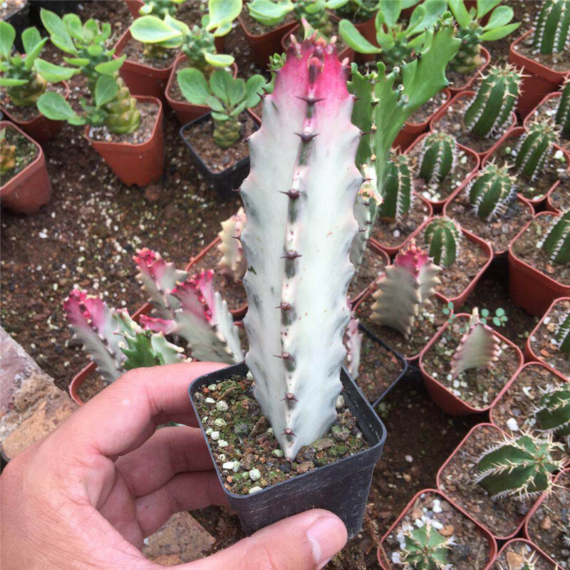 8CM Succulent Cactus Plant Euphorbia Trigona Rubra Red Variegata Cactaceae Plant