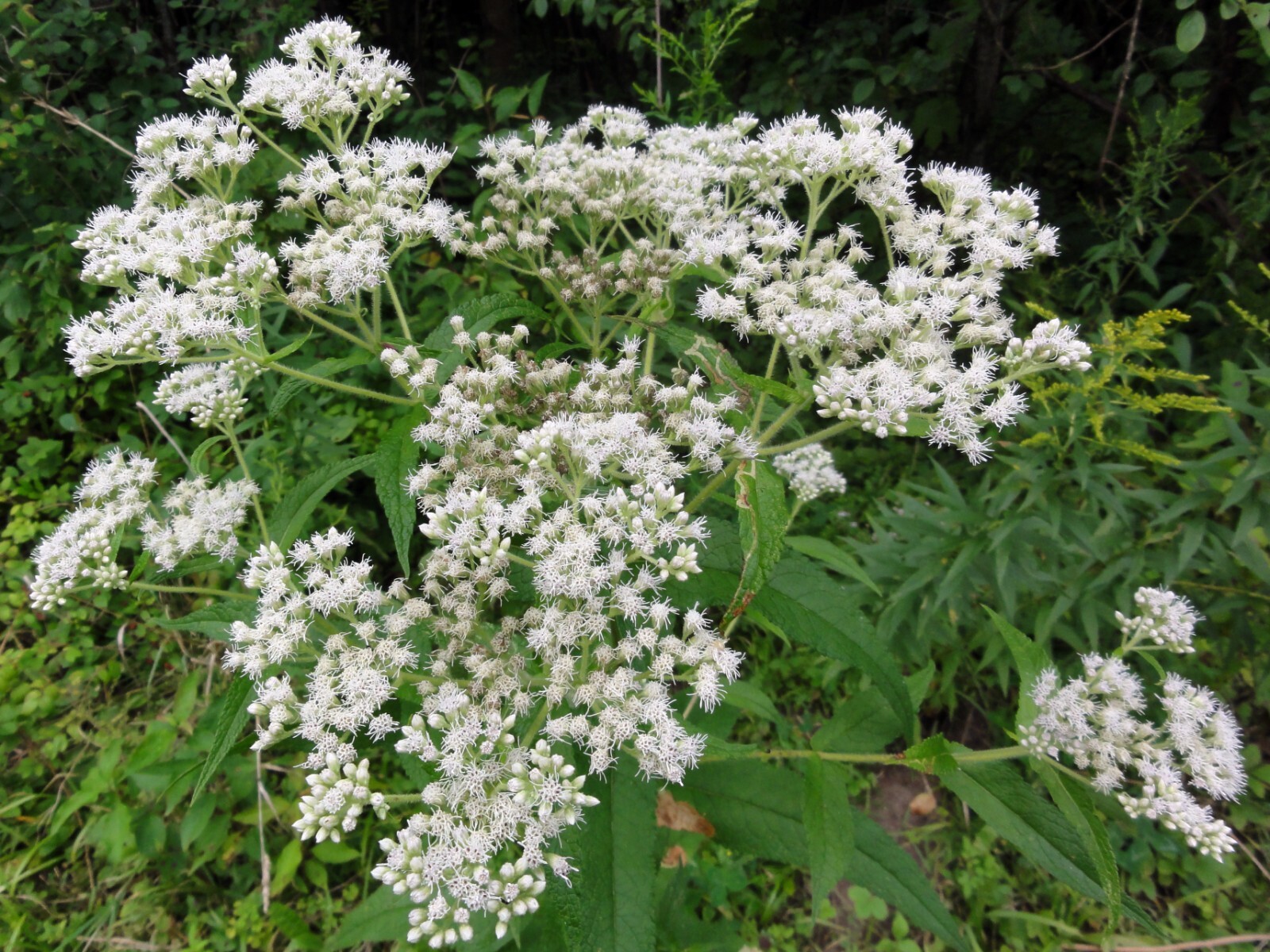 300 Common Boneset Seeds – Eupatorium perfoliatum – None-GMO Medicinal Herb