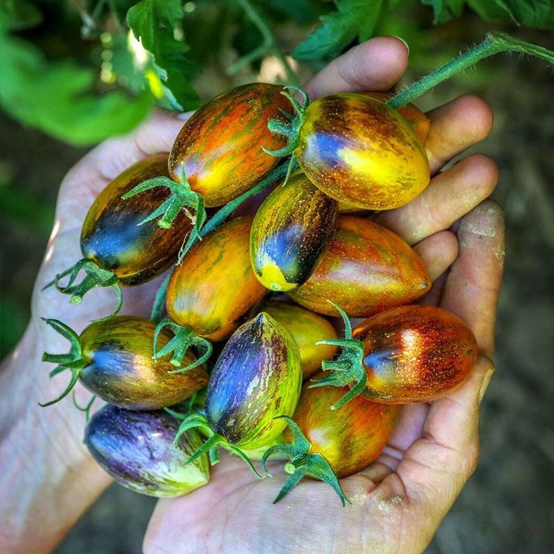 30 BRAD’S ATOMIC GRAPE CHERRY TOMATO SEEDS ~ heirloomseedguy ~ 2026 ~ NON-GMO