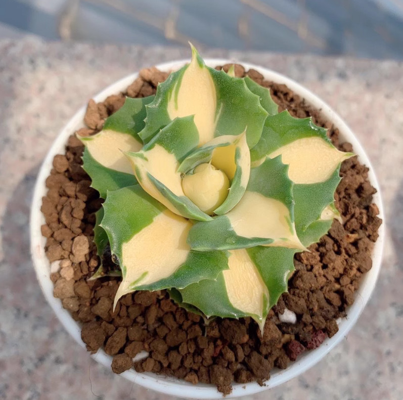 4-5CM Succulent Plant var.Verschaffeltii Compacta Agavaceae Agave Potatorum