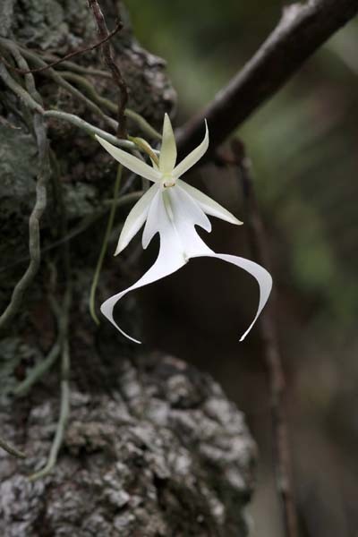 FLORIDA NATIVE MINI FLASK/TUB GHOST ORCHID SPECIES Dendrophylax lindenii