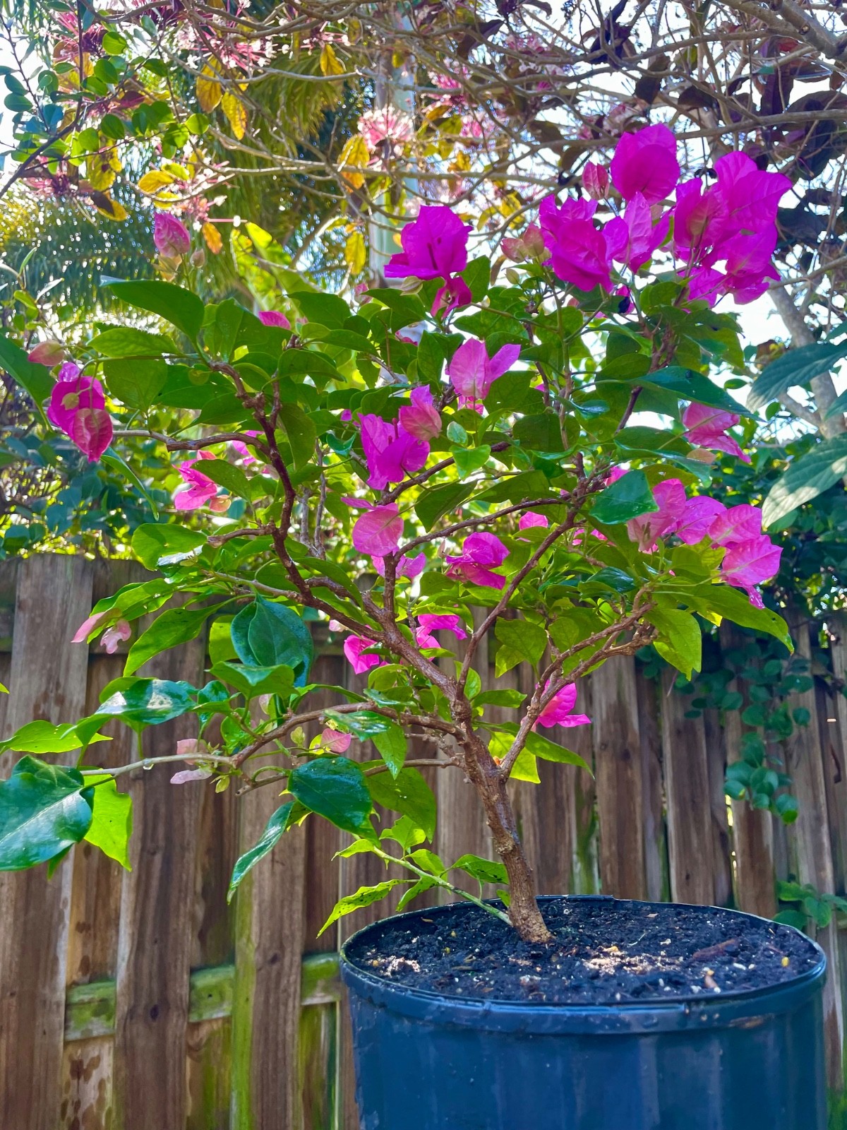 Bonsai Style Pre-bonsai red Bougainvillea Tree 5 years