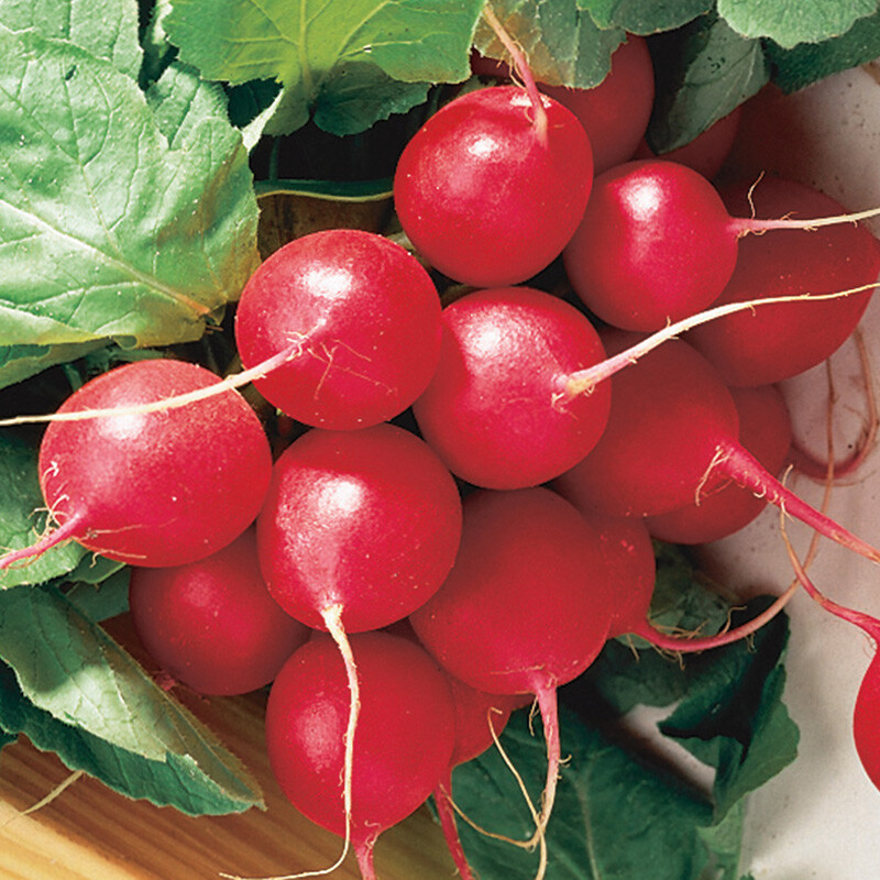 Cherry Belle Radish Seeds, NON-GMO, Fast Harvest, Variety Sizes, FREE SHIPPING