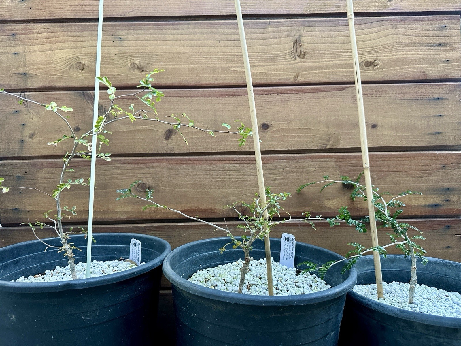 Operculicarya decaryi – Madagascar Elephant Tree – 3 years old