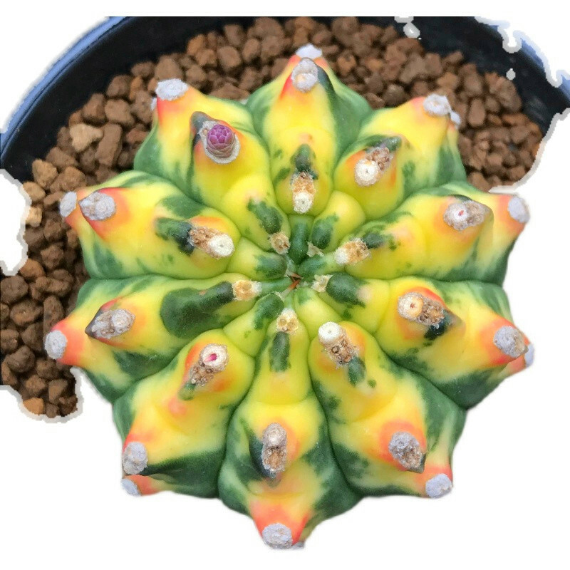 4-5cm Gymnocalycium anisitii variegata cactus plants potted Plants Garden Bonsai