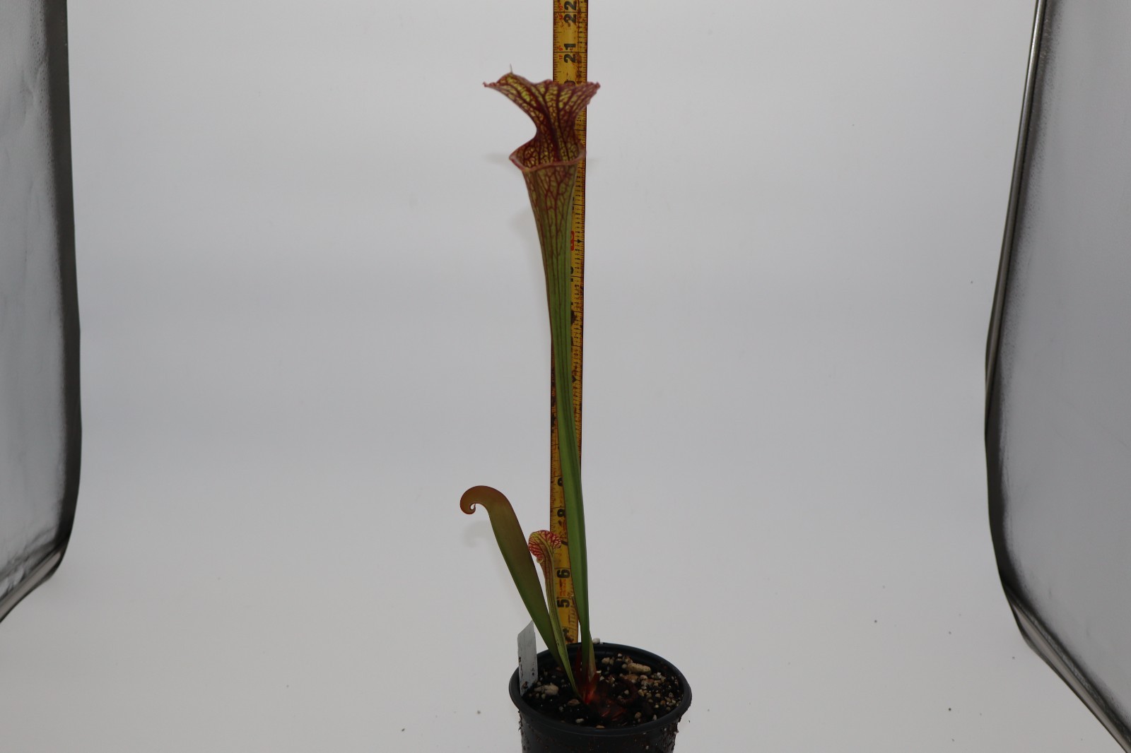 Sarracenia – Unknown – From Brooks Garcia