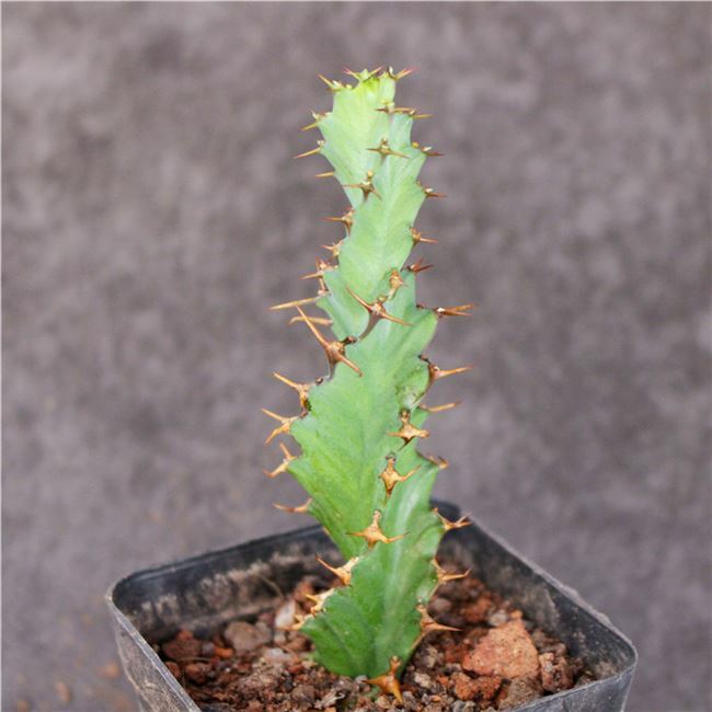 3PCS 8CM Succulent Cactus Plant Euphorbia Groenewdi Cactaceae Home Garden Plant