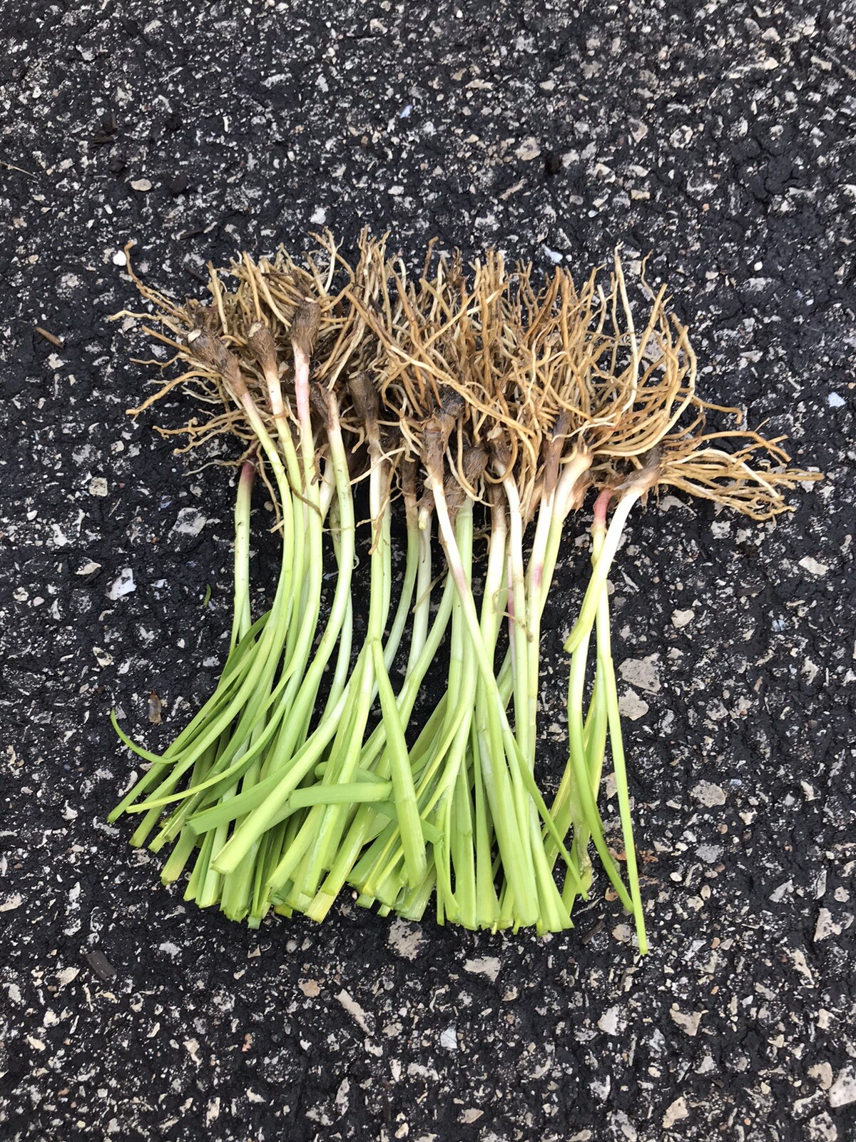 100 Rooted Chinese Chives Plants (Organic Garlic Chives, Over 3 Years Old)韭菜