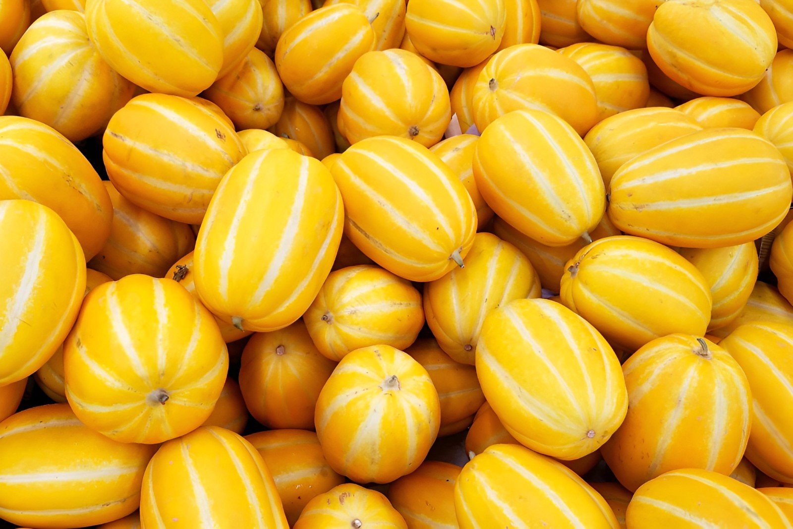 40 Heirloom Korean Melon Seeds – 2-3Lb Honey Sweet Gold Melons – NonGMO Organic