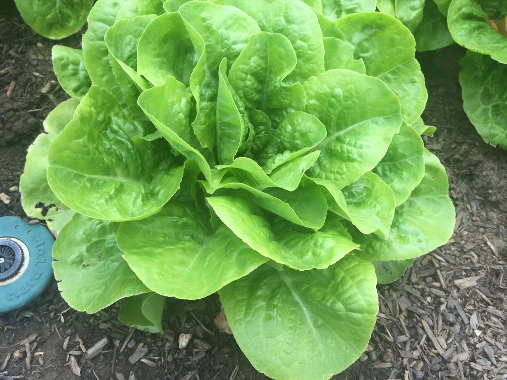 Buttercrunch Butterhead Lettuce Seeds, NON-GMO, FREE SHIP