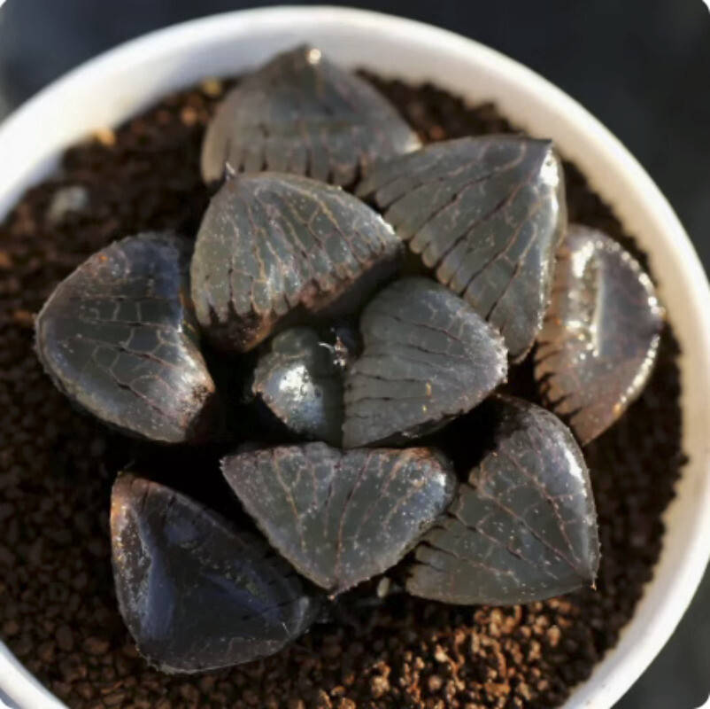 5CM Succulent Plant Haworthia Comptioniana Sun Moon Lake Liliaceae Home Garden